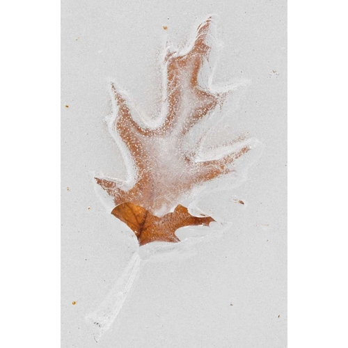 Canada, Quebec Red oak leaf caught in ice